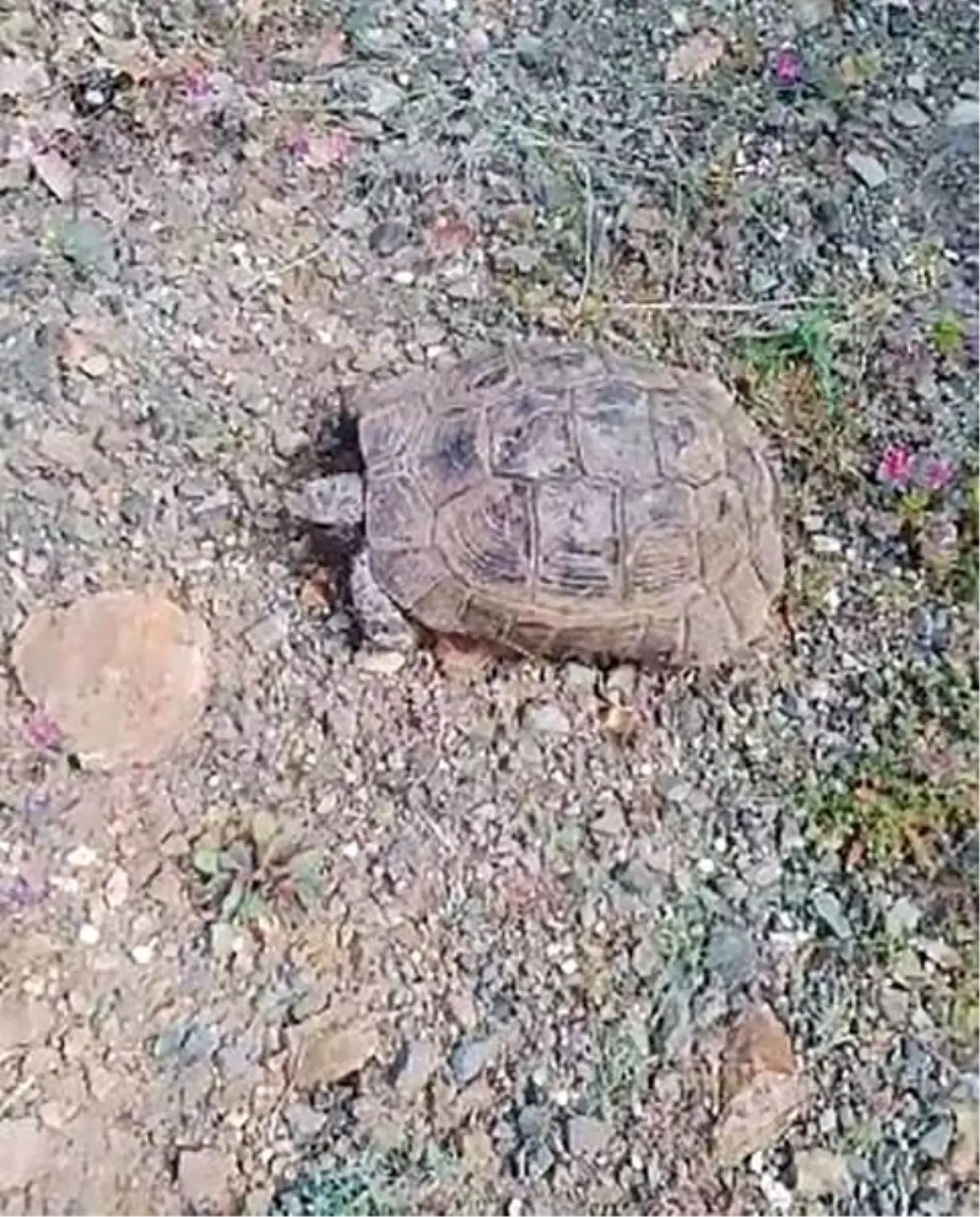 Elazığ\'da Vatandaş Kaplumbağa ile Sohbet Etti