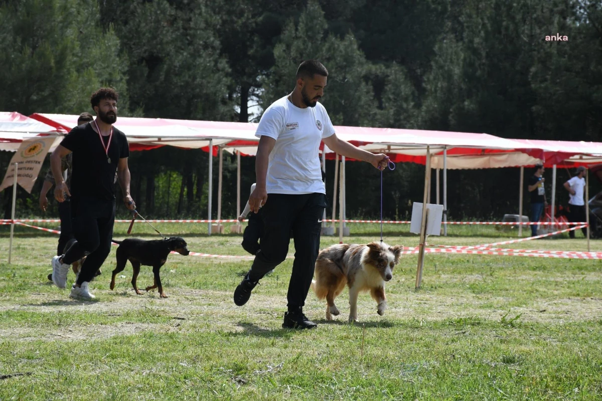 Trakya Şampiyonası\'nda Köpekler Yarıştı