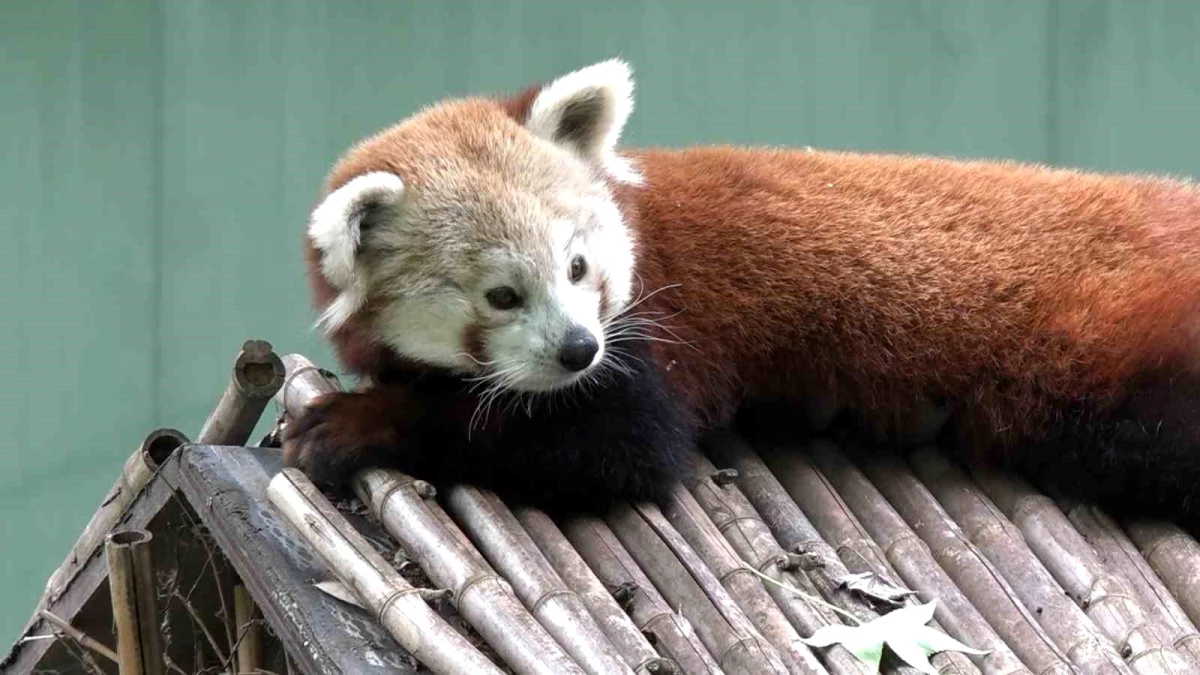 Bursa Hayvanat Bahçesi\'ne Macaristan\'dan erkek kızıl panda getirildi