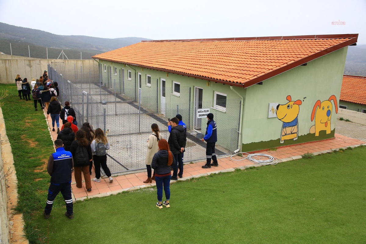 Muğla Büyükşehir Belediyesi Geçici Hayvan Bakımevi\'nde 2 bin 935 can dost sahiplendirildi