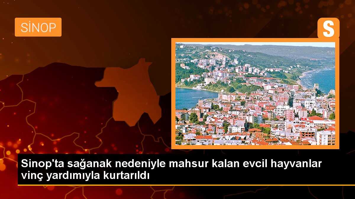 Sinop\'ta sağanak nedeniyle mahsur kalan evcil hayvanlar vinç yardımıyla kurtarıldı
