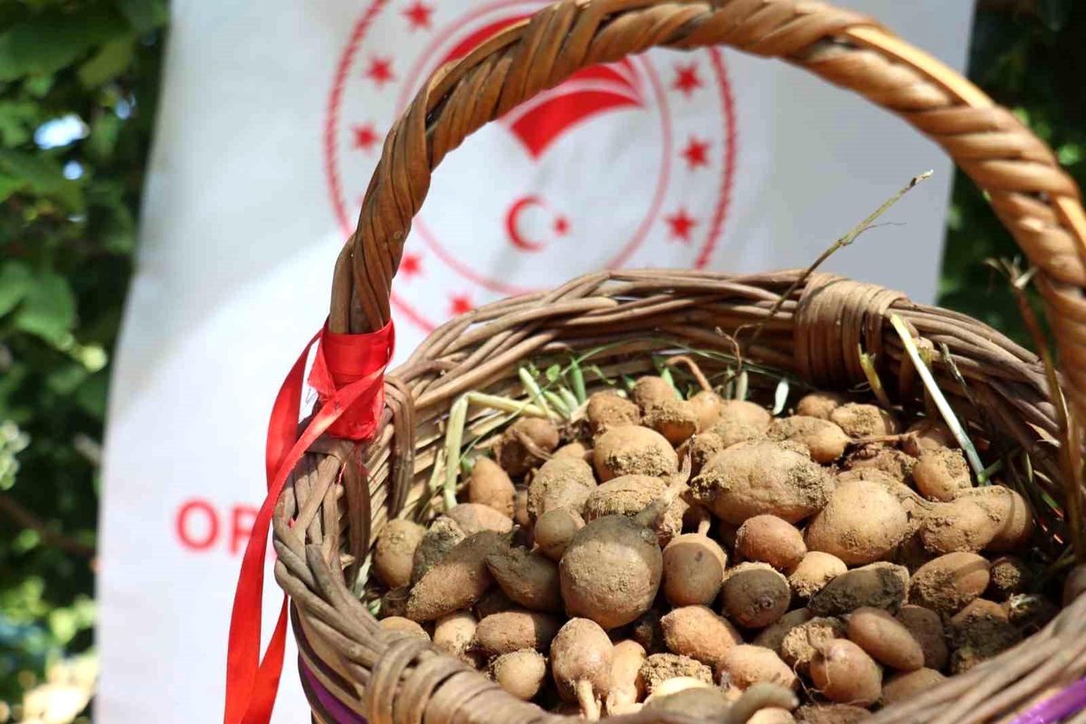 İzmir\'de Salep Yetiştiriciliği Projesi Uygulanmaya Başlandı