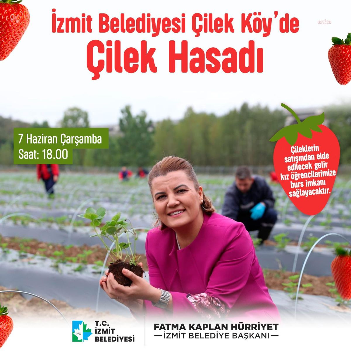 İzmit Belediyesi\'nin Çilek Köyü\'nde ilk hasat yarın yapılacak