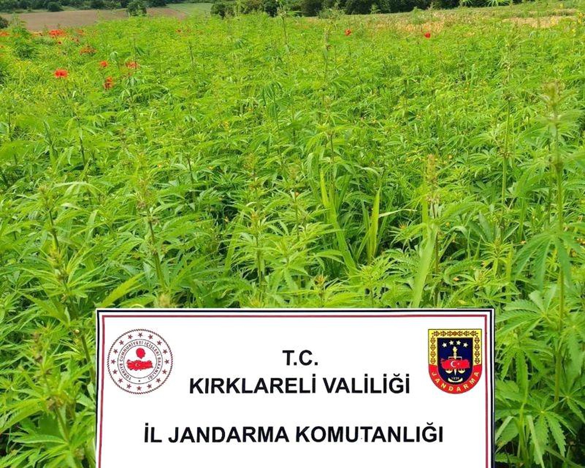 Kırklareli\'nde 1 Milyon 137 Bin 500 Kök Hint Keneviri Ele Geçirildi