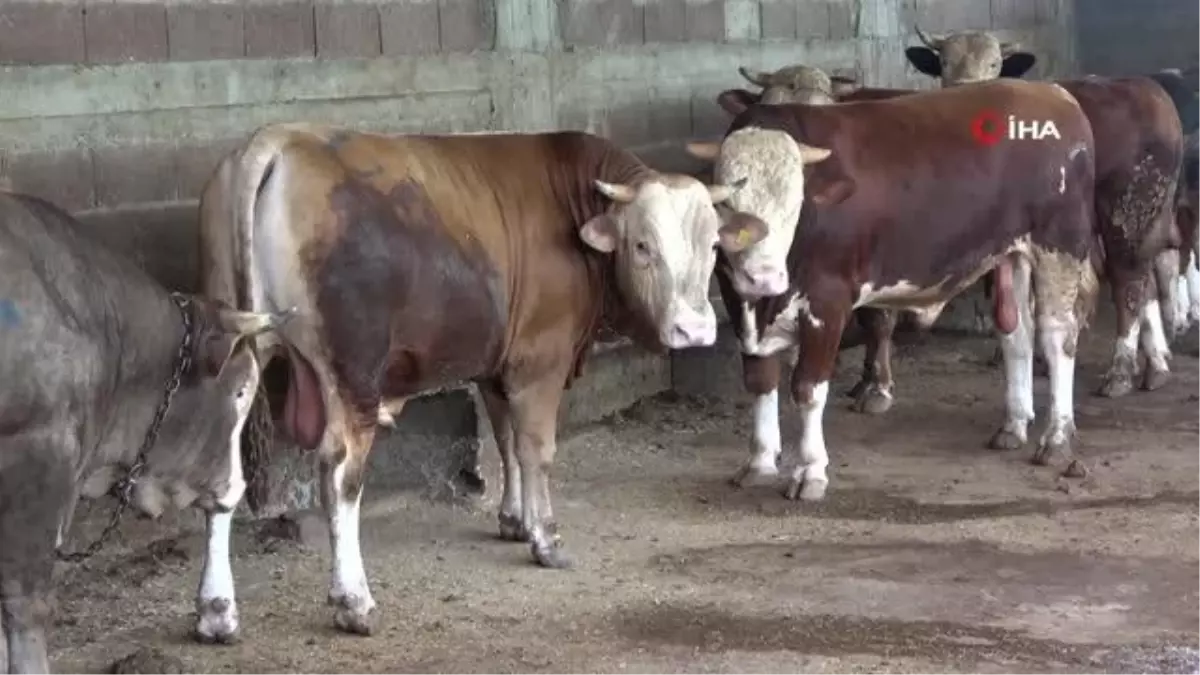 Adana\'da Kurbanlık Satışları Başladı, Hisseli Büyükbaş Satışları Arttı