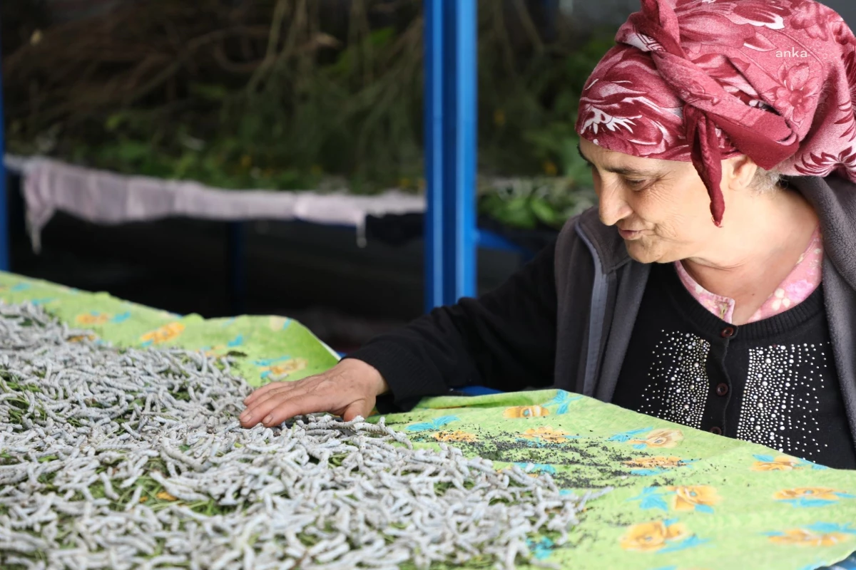 Muğla Büyükşehir Belediyesi, İpekböcekçiliği Projesi ile Kadınların Üretime Katılmasını Sağlıyor