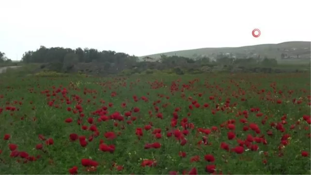 Muş Ovası\'nda açan gelincikler görsel şölen oluşturdu