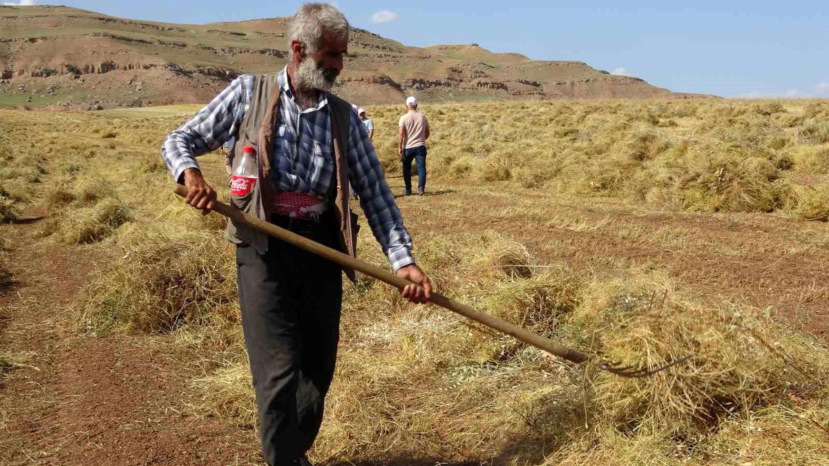 Siirt\'te Kırmızı Mercimek Hasadı Başladı
