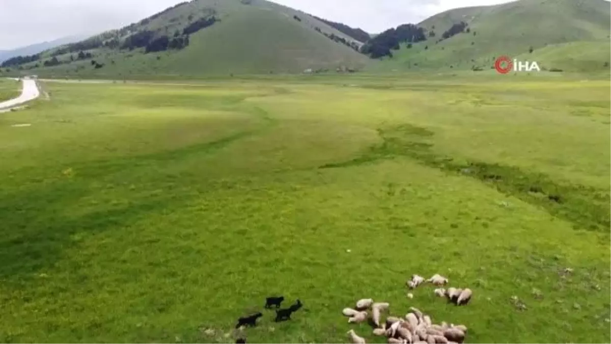 40 Yıllık Çoban Her Gün Sürüsünün Peşinde Yol Kat Ediyor