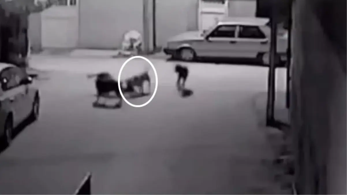 Adana\'da Sokak Köpekleri Kedinin Peşine Düştü, Anları Güvenlik Kamerasına Yansıdı