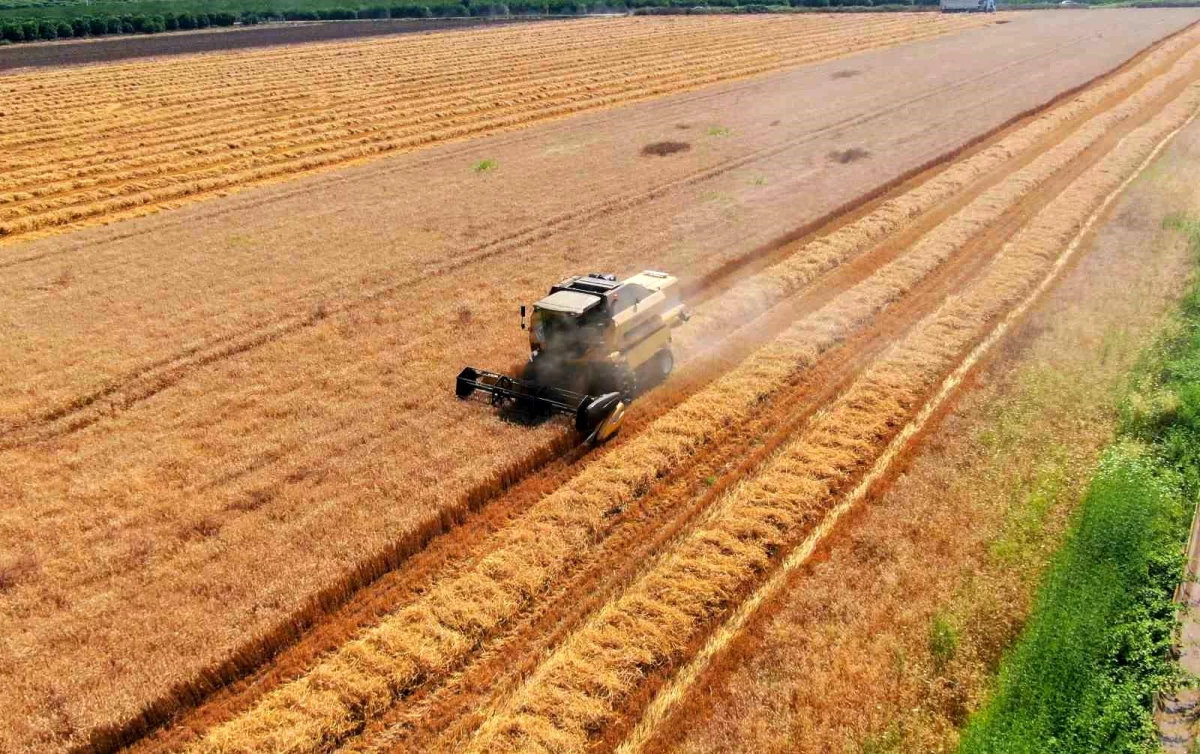 Adana\'da Buğday Hasadı Sürüyor, Fiyat Açıklaması Çiftçileri Memnun Etti