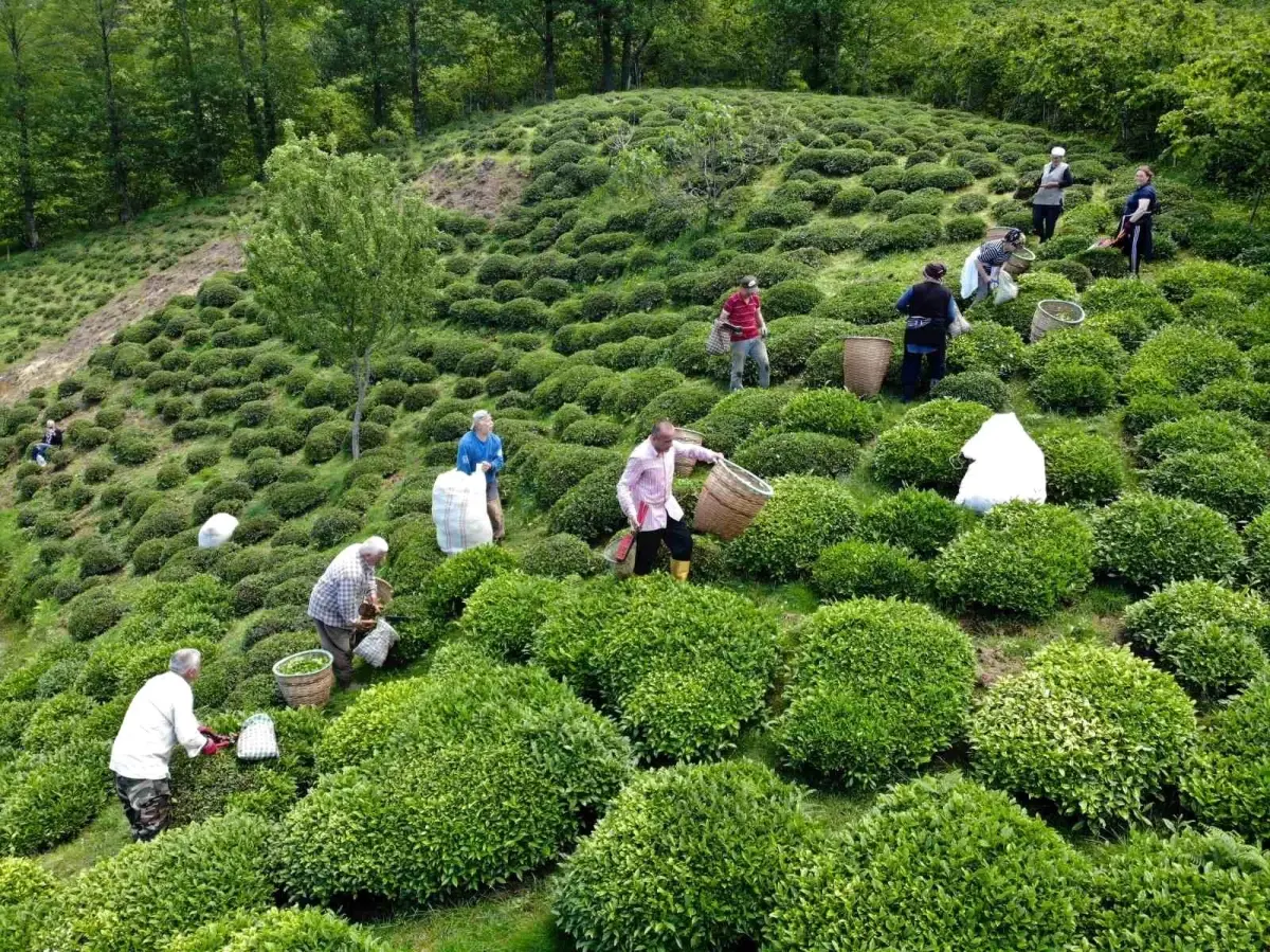 Ordu\'da Fındığın Yanında Alternatif Üretim: Çay Hasadı Başladı