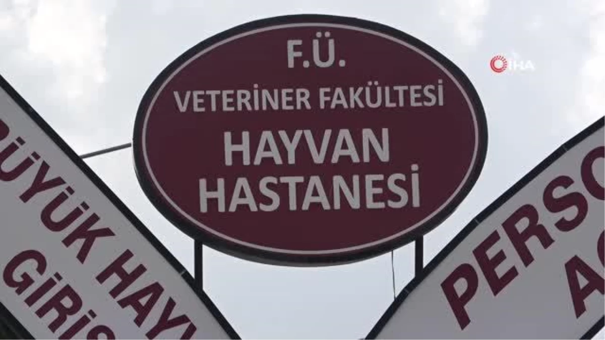 Fırat Üniversitesi Hayvan Hastanesi\'nde 5 ayda 3 bin hayvan tedavi edildi