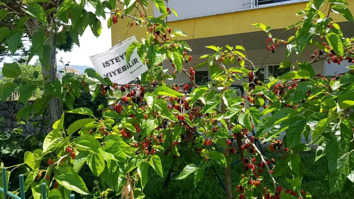 Karabük\'te bir vatandaşın dut ağacına astığı kağıt takdir topladı