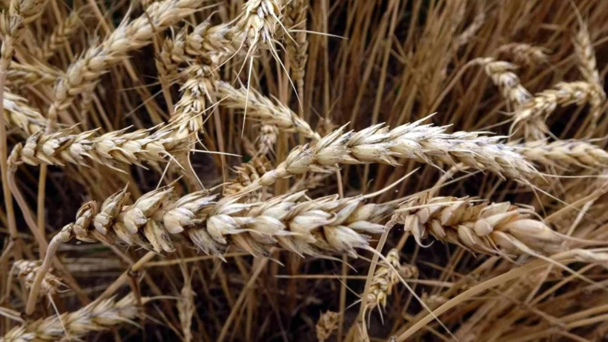 2023 TMO Buğday ve Arpa Alım Fiyatları Açıklandı