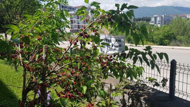Karabük'te dut ağacına asılan kağıt yürekleri ısıttı