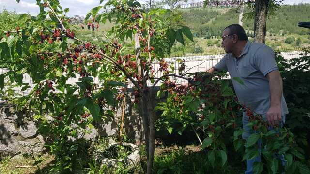 Karabük'te dut ağacına asılan kağıt yürekleri ısıttı