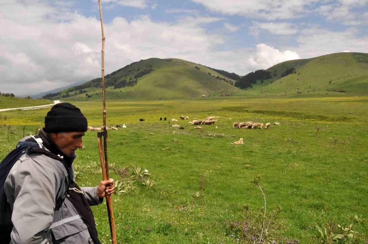 40 Years of Shepherding: Dursun Zeybek\'s Love for His Profession