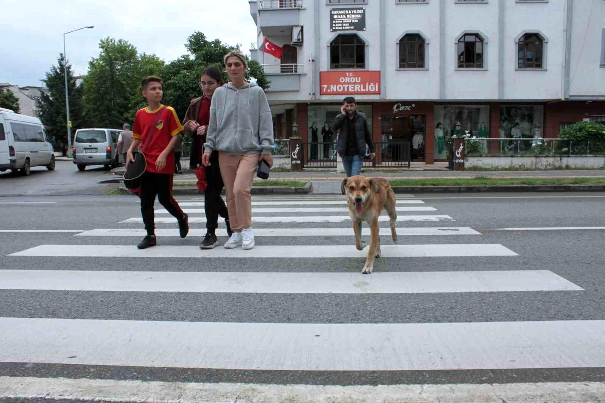 Ordu\'da Yaya Geçidinde İnsanları Karşı Tarafa Geçiren Köpek