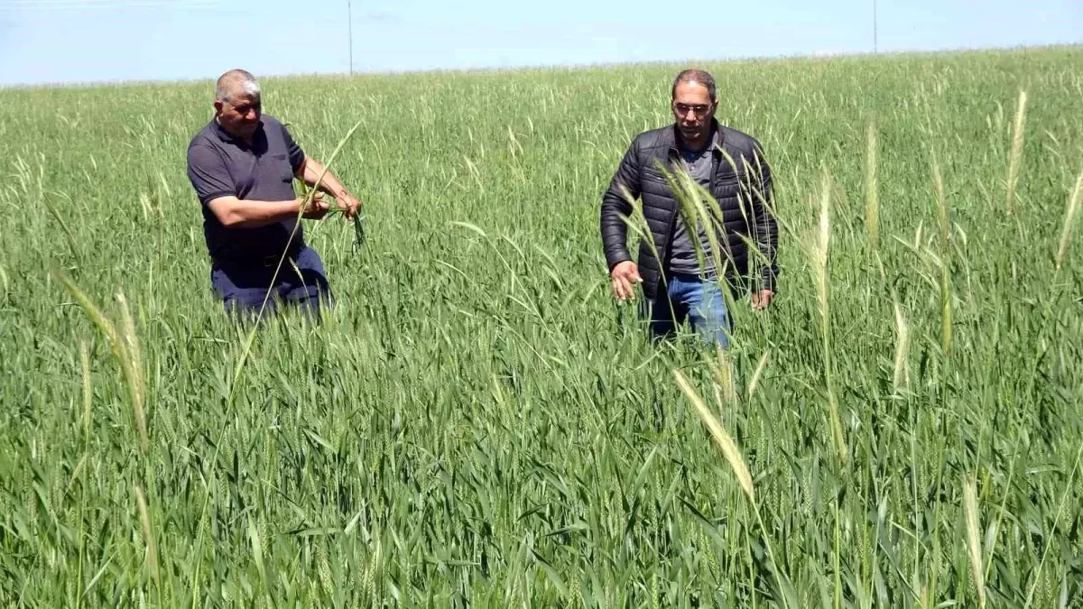 Cumhurbaşkanı Erdoğan\'ın buğday alım fiyatları kararı Yozgat çiftçisini memnun etti