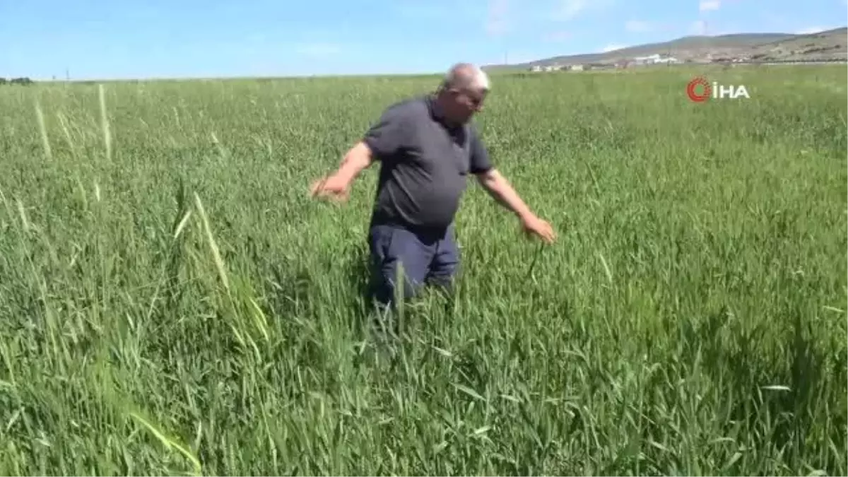 Yozgat\'ta Buğday Alım Fiyatları Çiftçiyi Sevindirdi