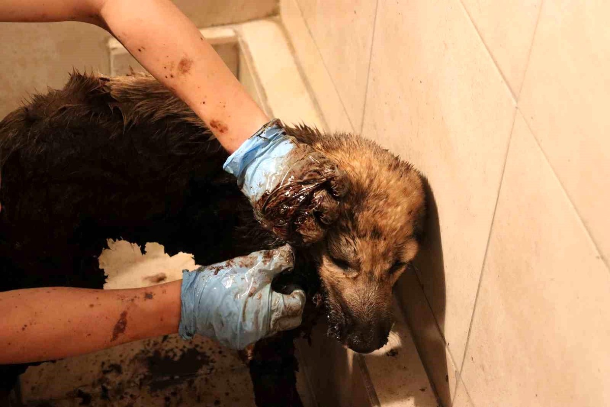 Kayseri\'de ziftten kurtarılan yavru köpekler hayata döndürülmeye çalışılıyor
