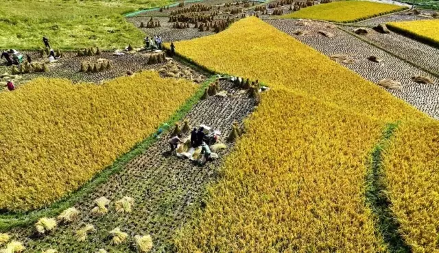 Çin Tarım Sektörü Daha Yeşil Bir Kalkınmaya Tanıklık Ediyor