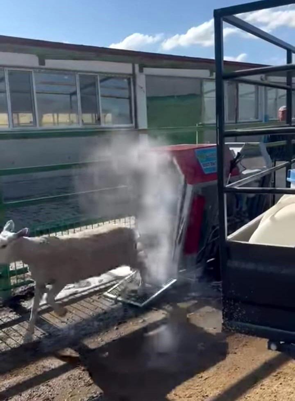 Koyun ve Kuzuların Makine ile İlaçlanması İlginç Görüntüler Oluşturdu