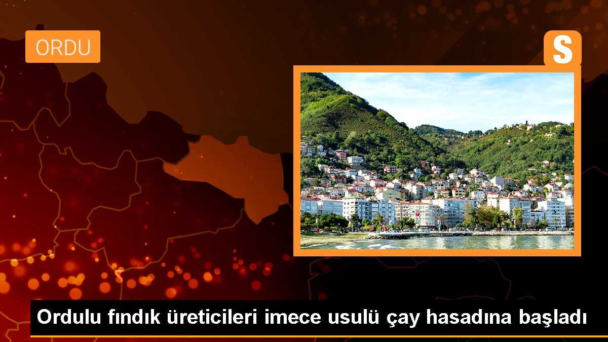 Ordu\'nun Perşembe ilçesinde çay hasadı ek gelir sağlıyor