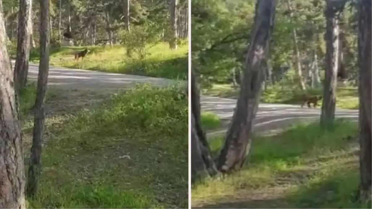 Ayı, piknik yapan aileyi şaşırttı: Bazlama verelim