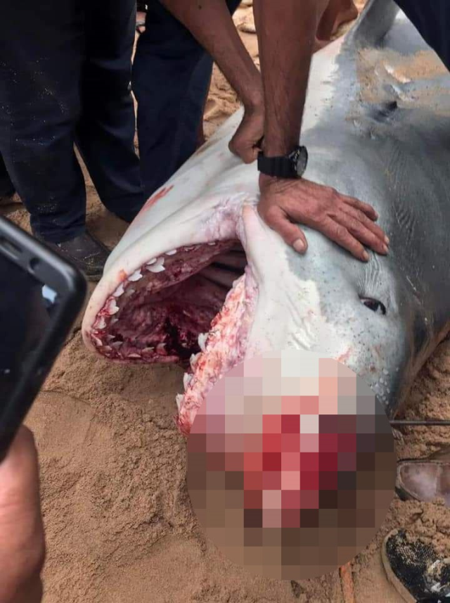 Rus turistin acı sonu! Kıyıdakilerin gözleri önünde köpekbalığı tarafından böyle parçalandı