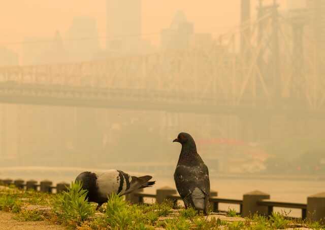 Yangından çıkan dumanlar New York''u kırmızıya çevirdi! Milyonlarca kişi nefes almakta zorlanıyor