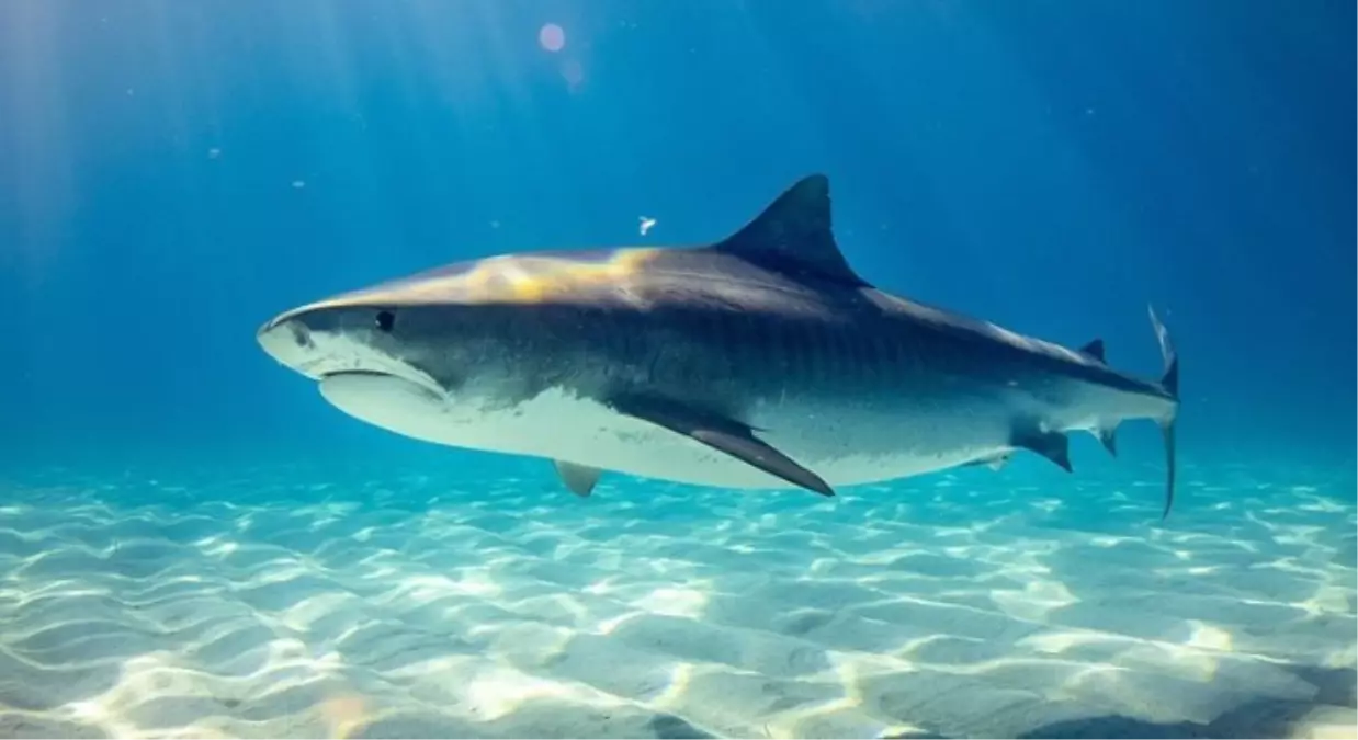 Köpek balığı nerede yaşar? Köpek balığı Türkiye\'de var mı?