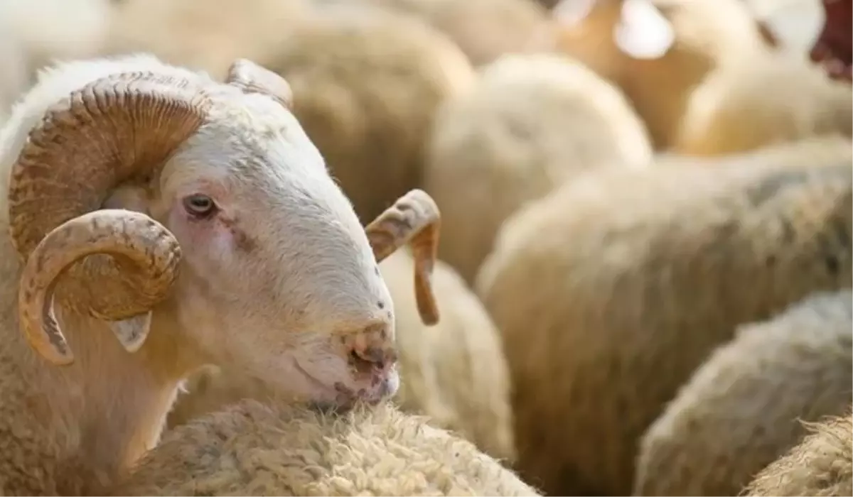 Kurban Bayramı Tatili Ne Zaman Başlıyor? Bayram Tatili Ayın Kaçında, Ne Zaman Başlayacak? Kurban Bayramı Ayın Kaçında Başlıyor?