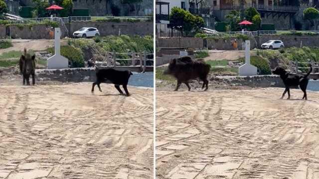 Bodrum'da Domuzlar Sahili Bastı
