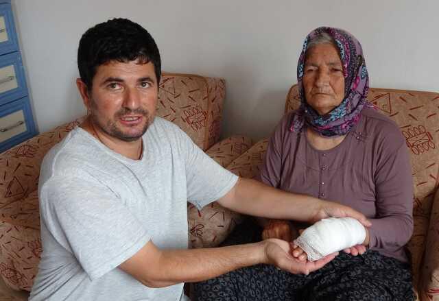 Yaşlı kadını hastanelik eden sokak köpeği, ekipleri de canından bezdirdi! Yakalamaları 2 gün sürdü