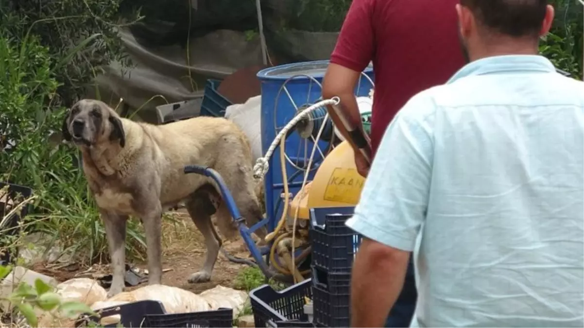Yaşlı kadının elini ısıran sokak köpeği, 2 gün süren uğraşlar sonucu yakalandı