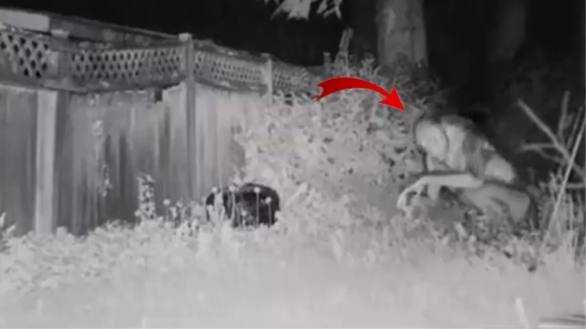 Las Vegas\'ta UFO İddiaları: Gökyüzündeki Işık ve İnsan Olmayan Varlıklar