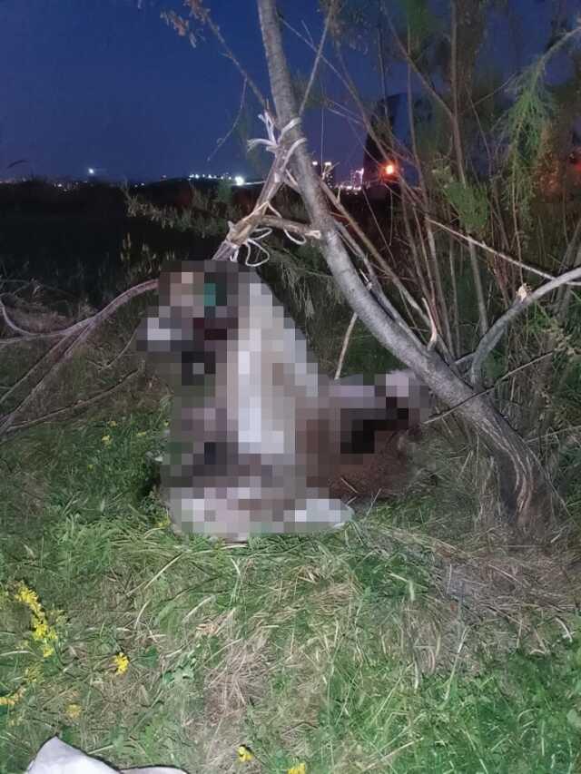 Ankara'da 17 köpek ağaca asılmış halde bulundu Ankara'da 17 köpek ağaca asılmış halde bulundu