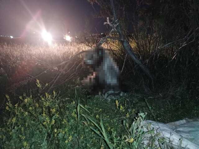 Ankara'da 17 köpek ağaca asılmış halde bulundu Ankara'da 17 köpek ağaca asılmış halde bulundu