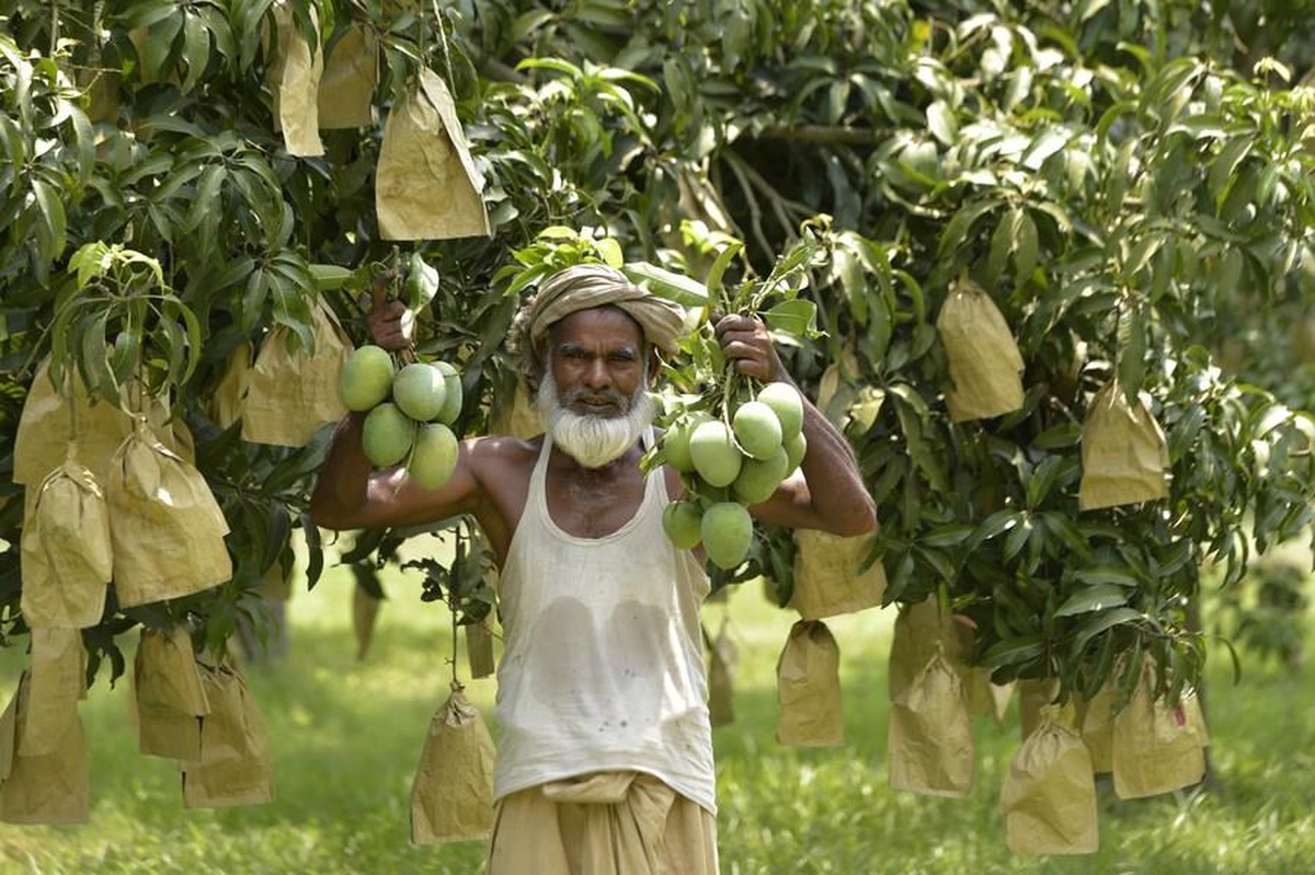 Bangladeş\'te Mangoların Hasat Zamanı