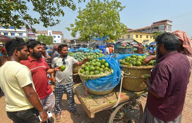 Bangladeş'te Mangoların Hasat Zamanı Bangladeş'te Mangoların Hasat Zamanı