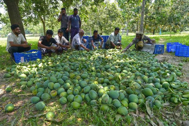 Bangladeş'te Mangoların Hasat Zamanı Bangladeş'te Mangoların Hasat Zamanı