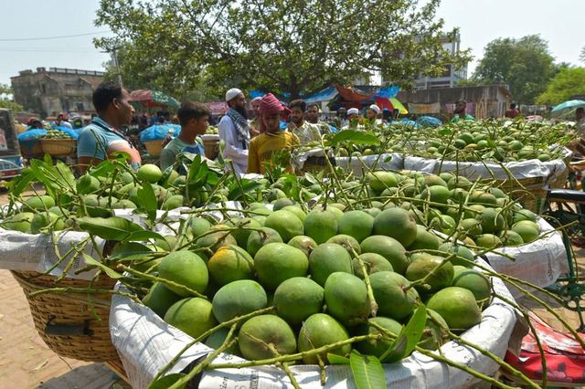 Bangladeş'te Mangoların Hasat Zamanı Bangladeş'te Mangoların Hasat Zamanı