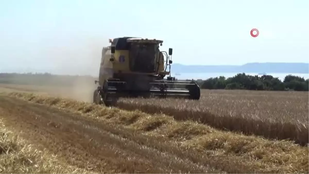 Çanakkale\'de Arpa Hasadı Başladı, Rekolte Yüzde 20 Fazla Bekleniyor