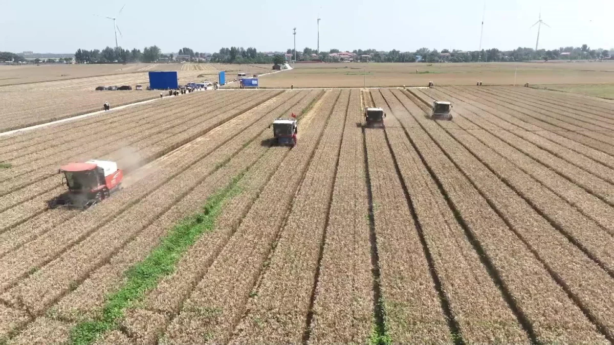 Çin, yaz hasadında tahıl kayıplarını en aza indirmek için çaba sarf ediyor