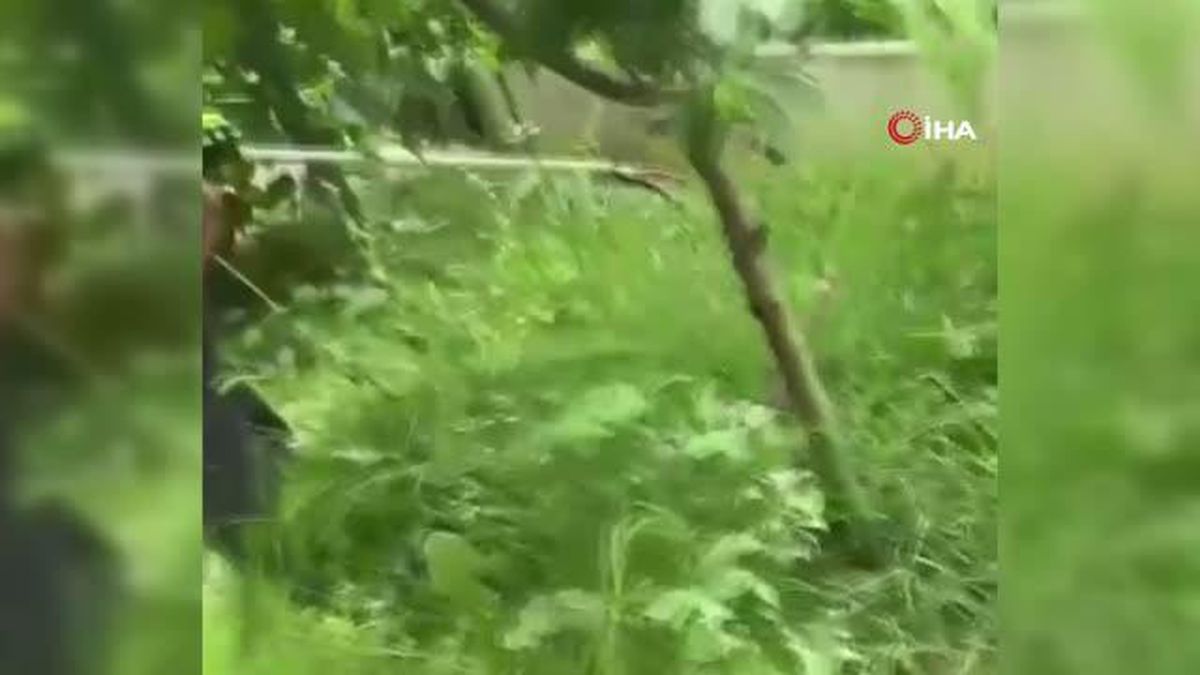 Tokat'ta evin bahçesine giren yılan yakalandı