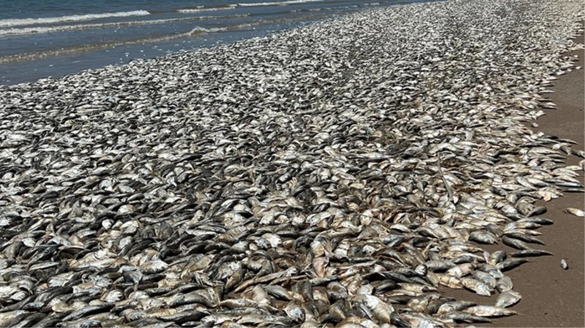 Texas Körfez Sahili\'nde binlerce ölü balık kıyıya vurdu