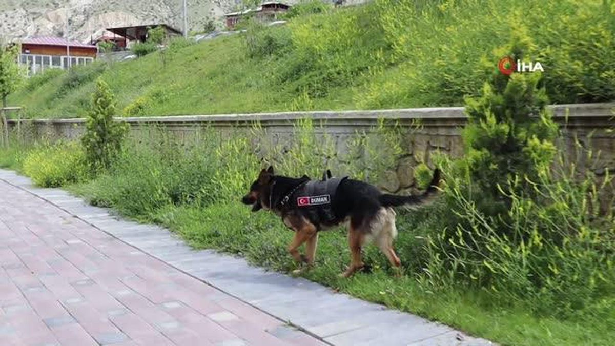 Tortum Şelalesi\'nin güvenliğinden K9 köpeği \'Duman\' sorumlu