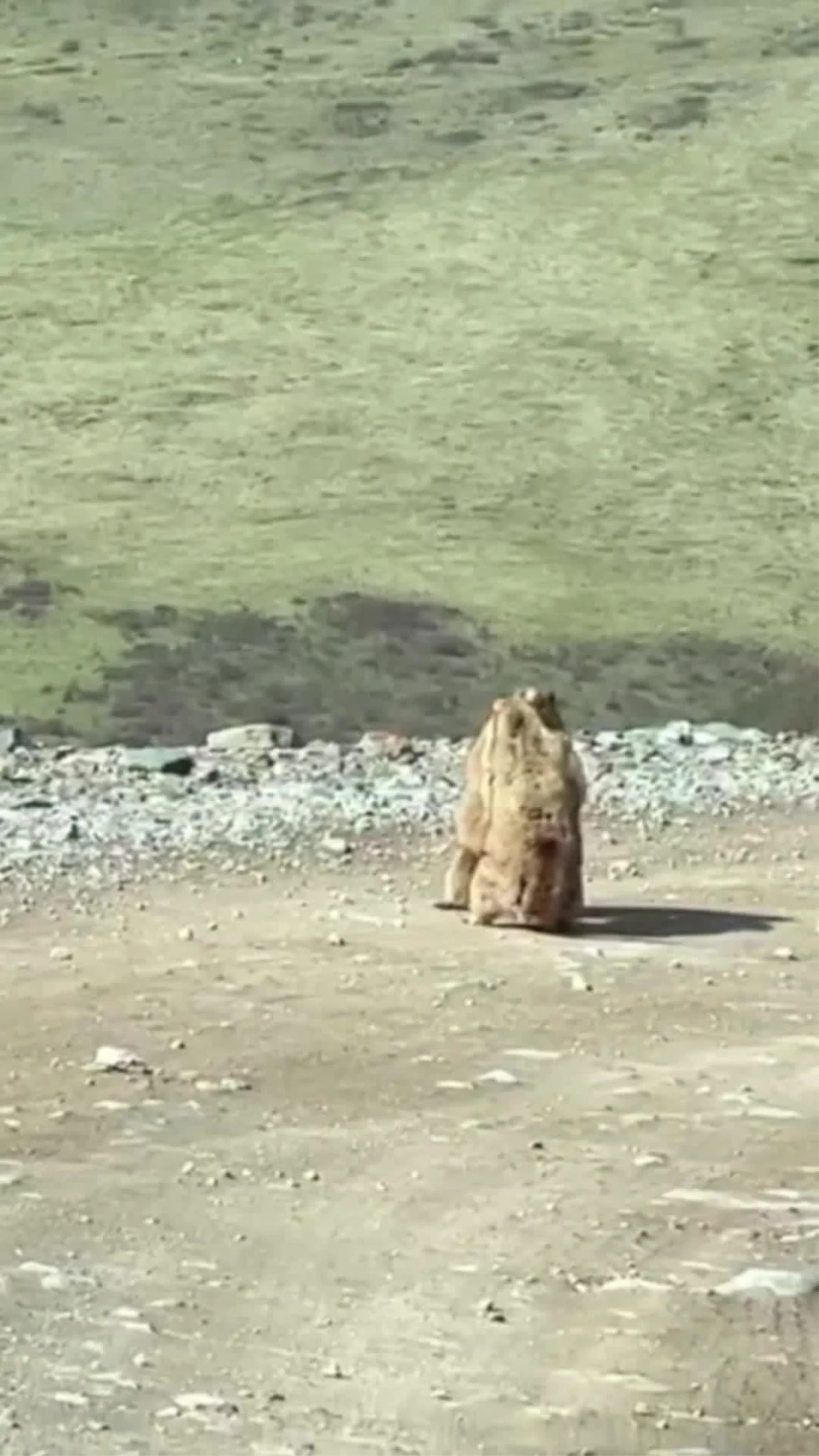 Çin\'de Bir Milli Parkta İki Marmot Kavga Ederken Görüntülendi